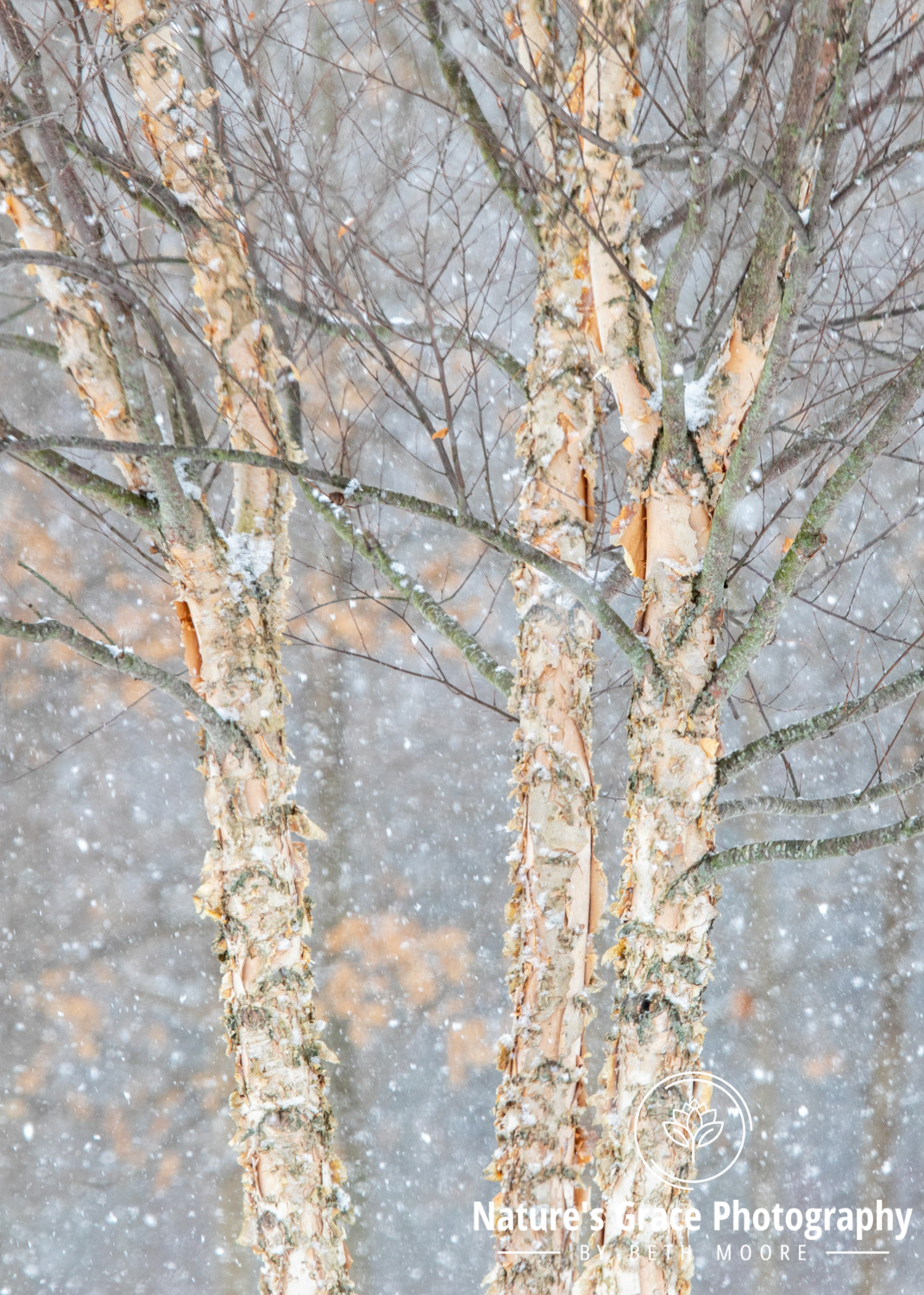 Beth's Choice Landscape Greeting Card Set