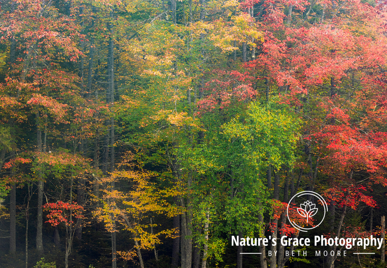 Beth's Choice Landscape Greeting Card Set