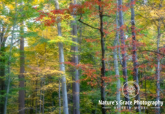 Fall Foliage - Eighth Lake, NY