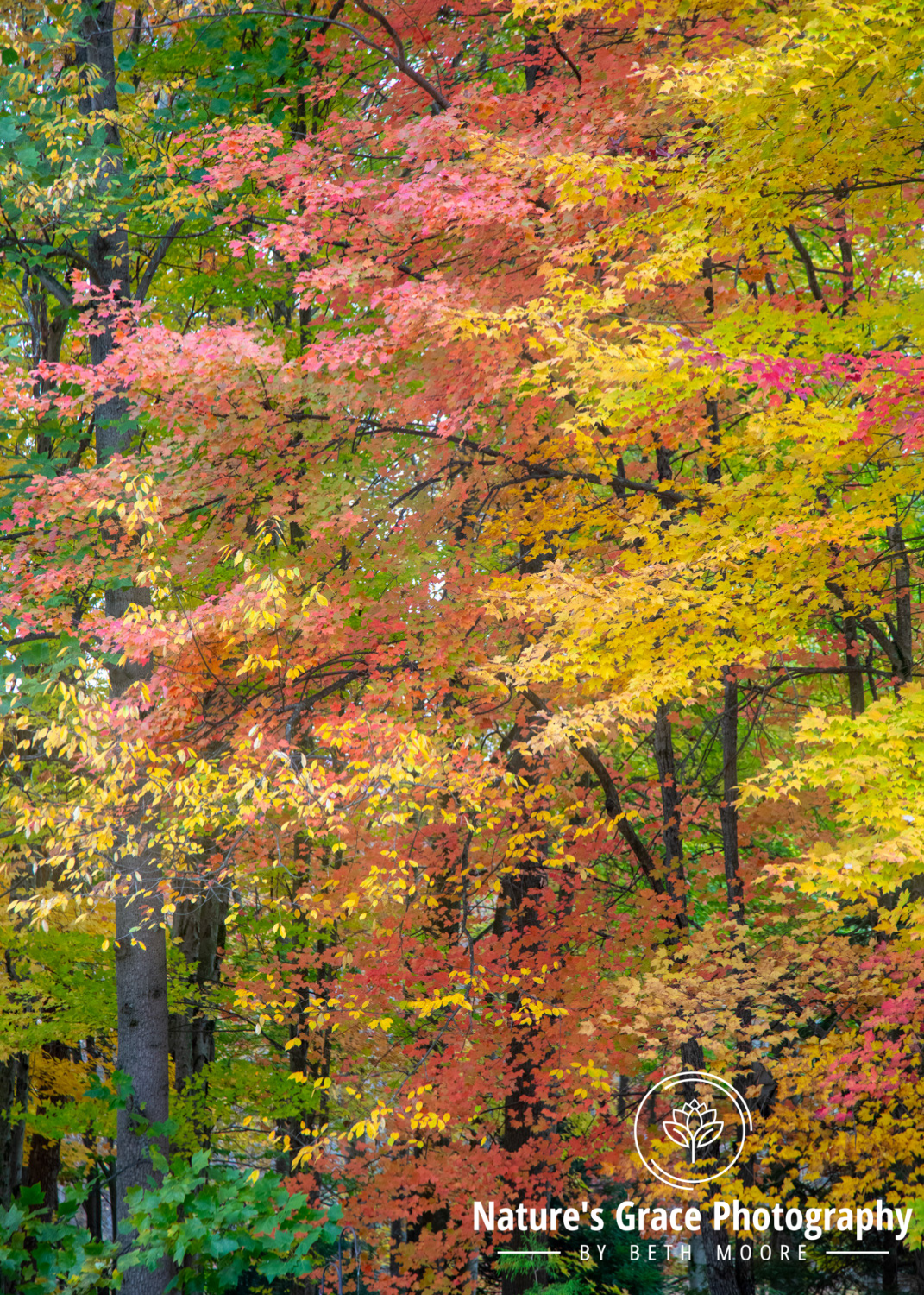 Beth's Choice Landscape Greeting Card Set