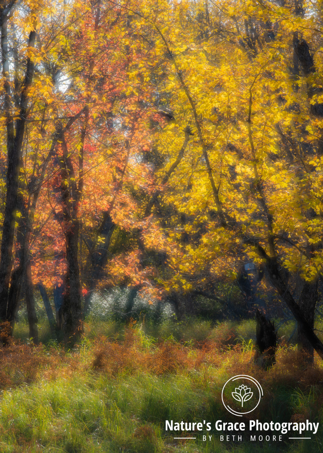 Beth's Choice Landscape Greeting Card Set