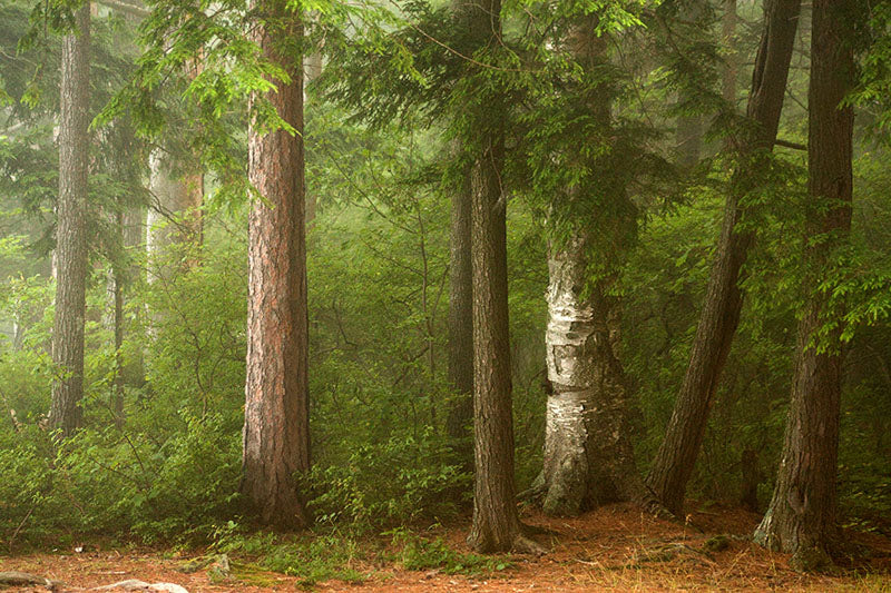 Adirondack Forest