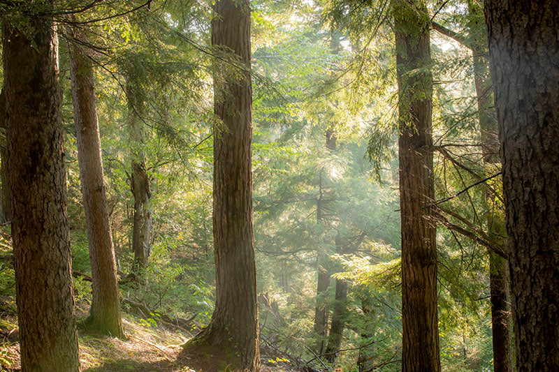 Adirondack Forest Sunlight