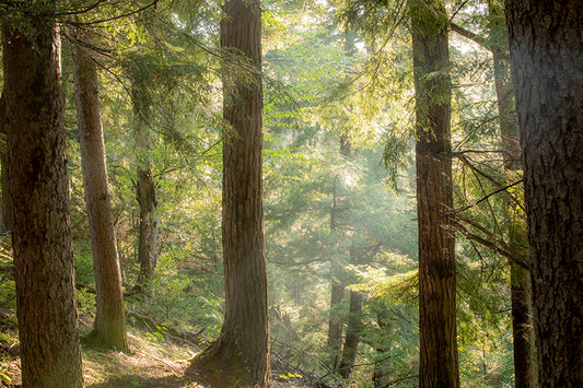 Adirondack Forest Sunlight