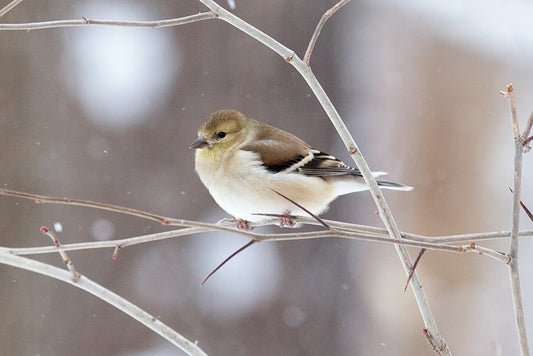 American Female Goldfinch