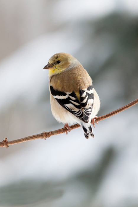 American Male Goldfinch