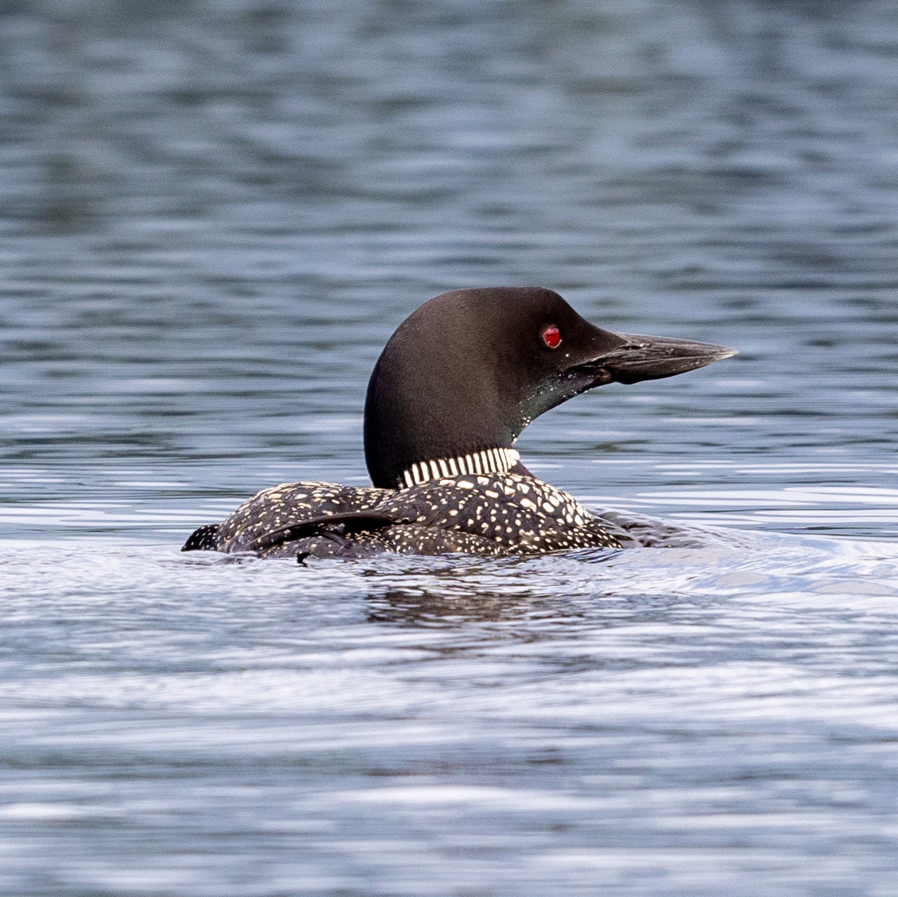 Loon Stone Coaster Set