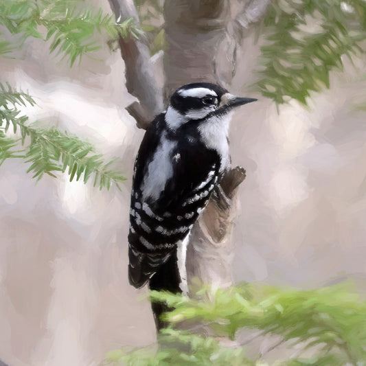 Downy Woodpecker Coaster Set