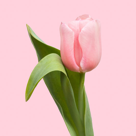 Light Pink Tulip Coaster Set