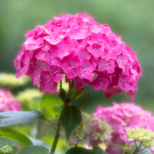 Pink Hydrangea Stone Coaster Set
