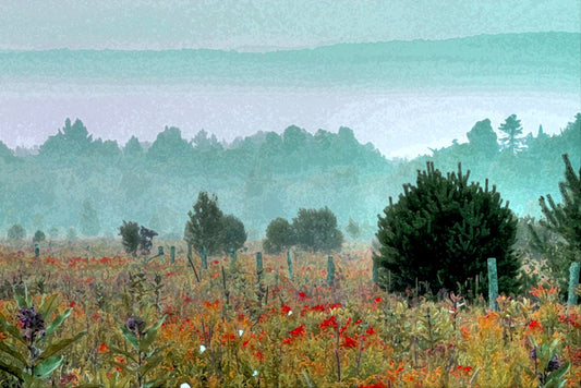 Blooming Meadow of Flowers