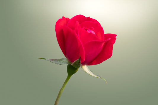 Blooming Red Rose