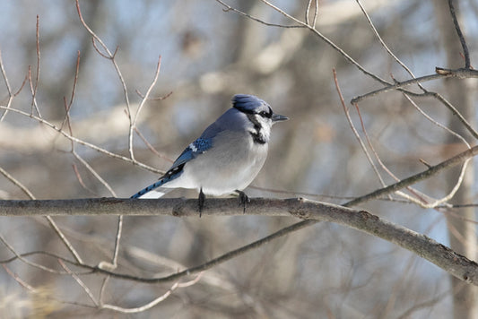 Blue Jay