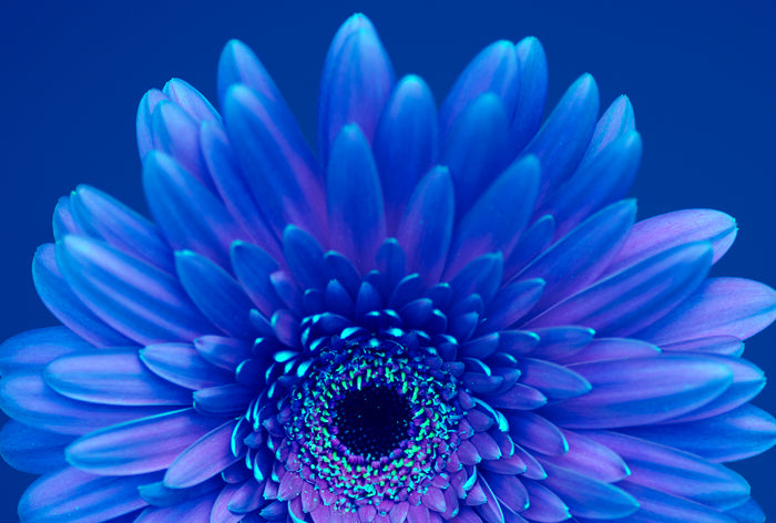 Blue & Purple Gerbera Daisy