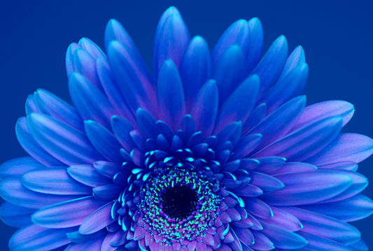 Blue & Purple Gerbera Daisy