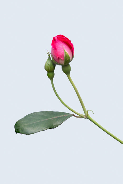 Budding Rose
