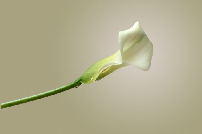 Calla Lily