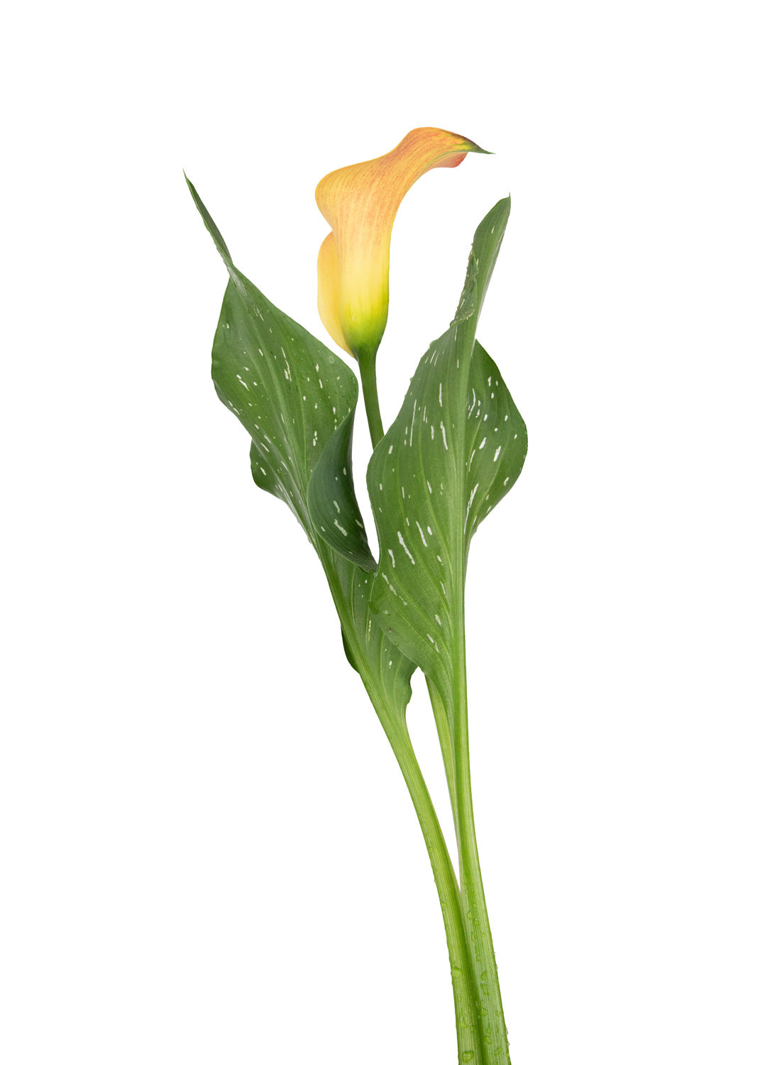 Beth's Choice Flower Greeting Card Set