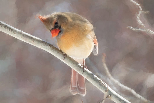 Curious Female Cardinal