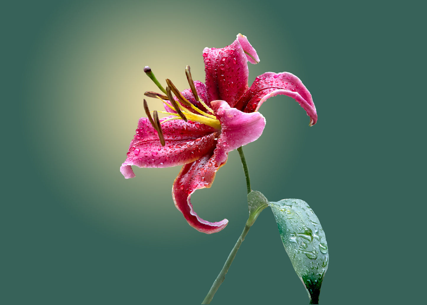 Beth's Choice Flower Greeting Card Set