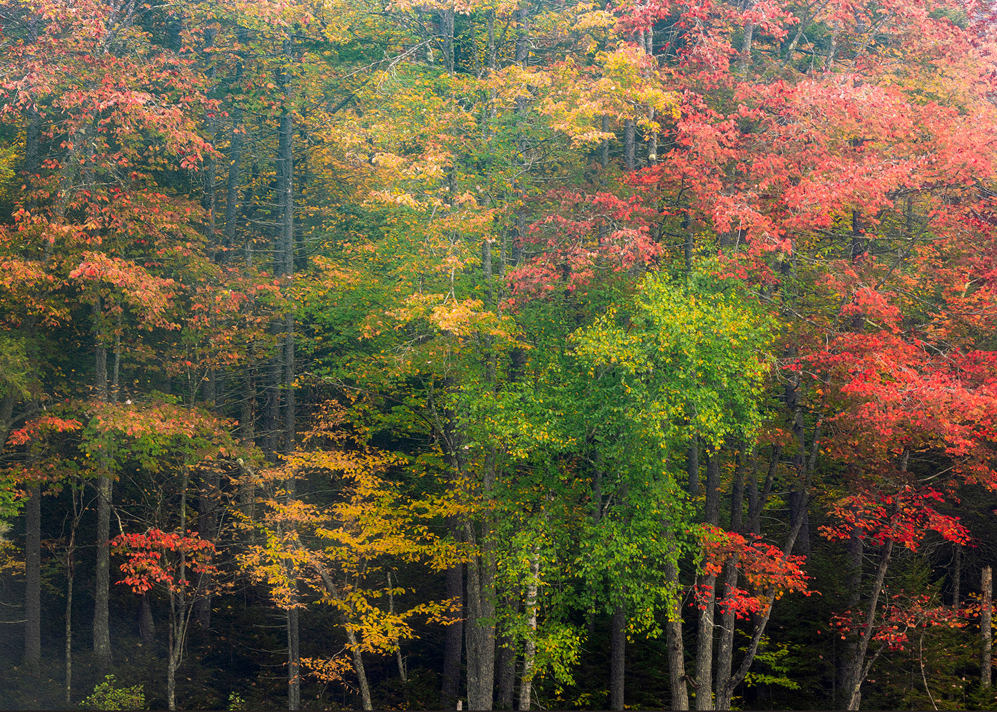 Beth's Choice Adirondack Greeting Card Set