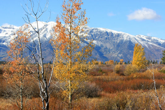 Fall in Wyoming