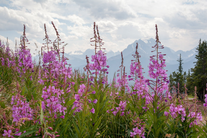 Field of Fireweed