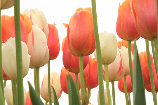 Field of Tulips