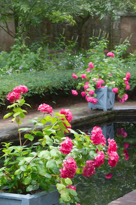 Flower Garden w/Pink Roses