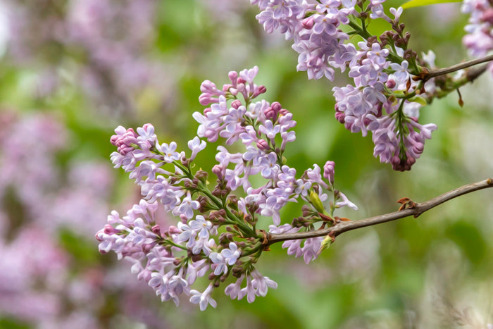 French Lilacs