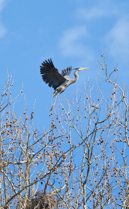 Great Blue Heron Taking Flight