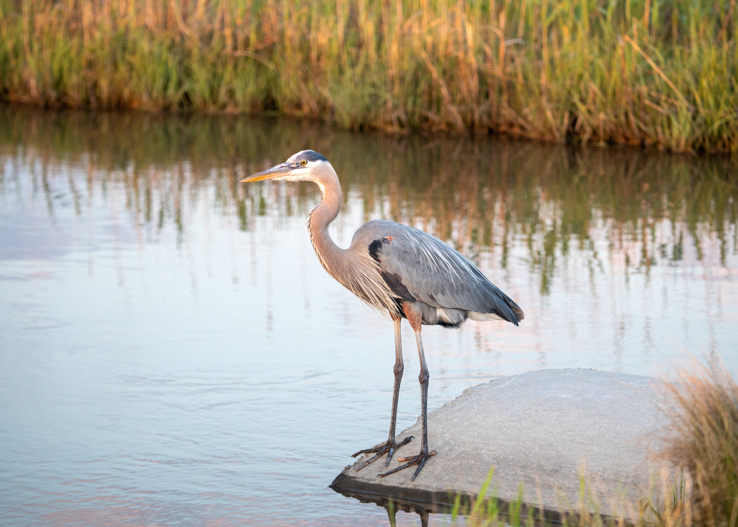 Beth's Choice Wildlife Greeting Card Set