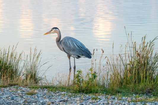 Great Blue Heron on Rock