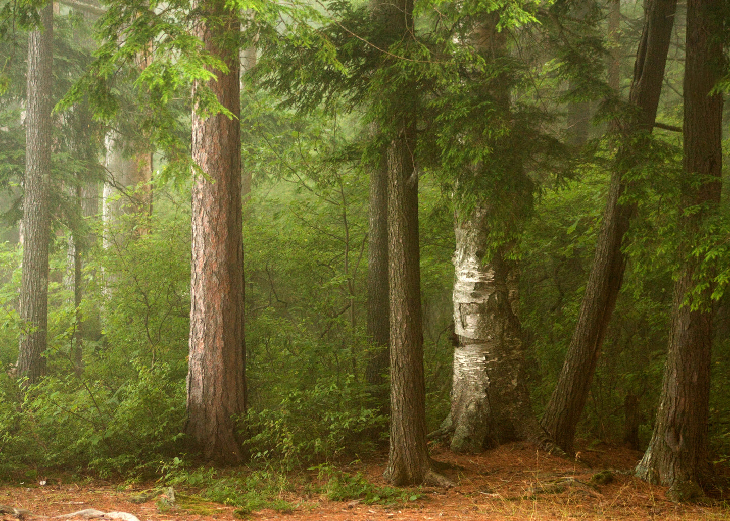 Beth's Choice Adirondack Greeting Card Set