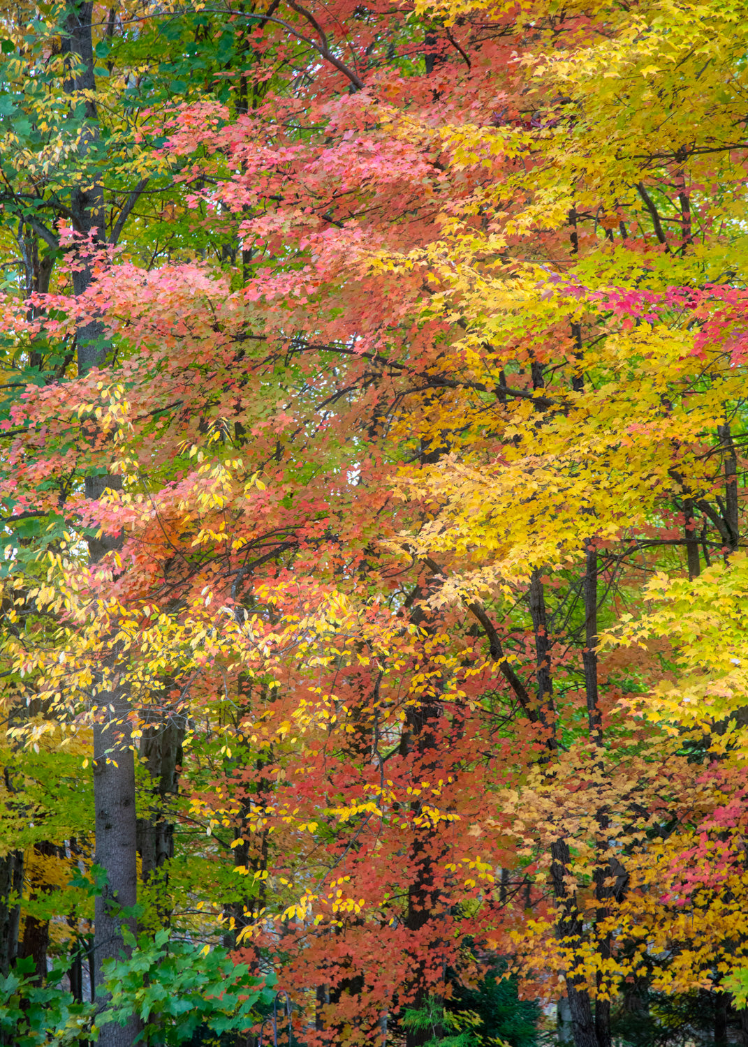 Beth's Choice Adirondack Greeting Card Set