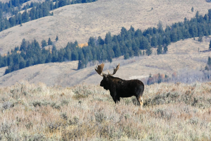 Beth's Choice Wildlife Greeting Card Set