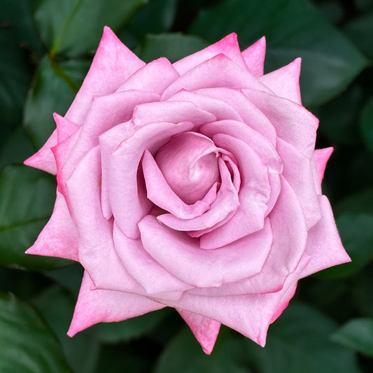 Light Pink Hybrid Tea Rose Stone Coaster Set
