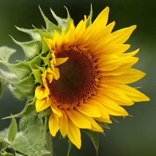 Sunflower Stone Coaster Set