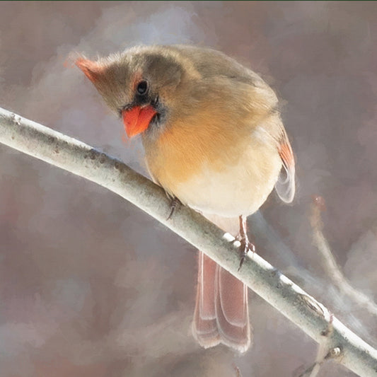 Female Cardinal Stone Coaster Set