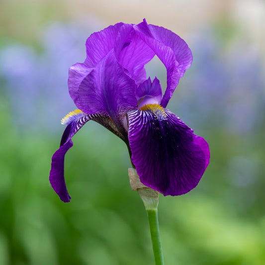 Purple Bearded Iris Stone Coaster Set