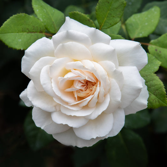 White Hybrid Tea Rose Stone Coaster Set