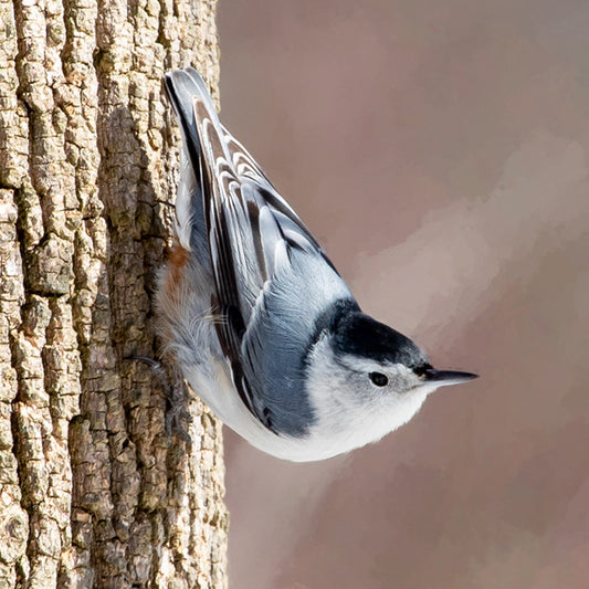 Nuthatch Stone Coaster Set