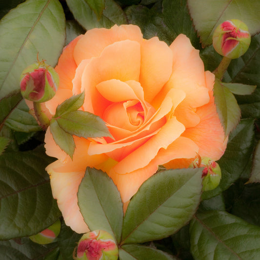 Orange Hybrid Tea Rose Stone Coaster Set