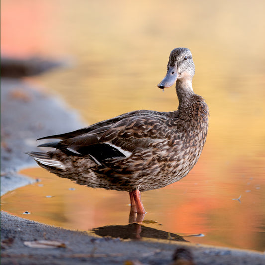 Female Mallard Duck Coaster Set