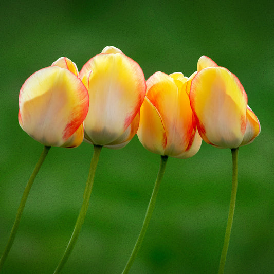 Yellow, White, & Orange Tulips Stone Coaster Set