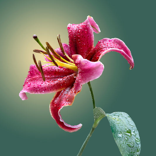 Pink Showy Lily Stone Coaster Set