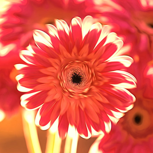 Orange Gerbera Daisy Stone Coaster Set