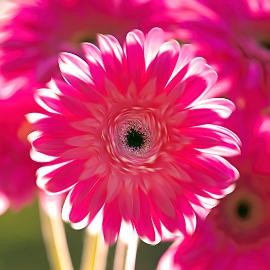 Pink Gerbera Daisy Stone Coaster Set