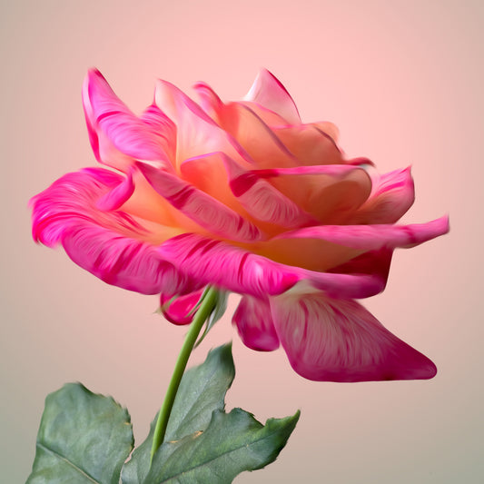 Pink & Orange Hybrid Tea Rose Stone Coaster Set