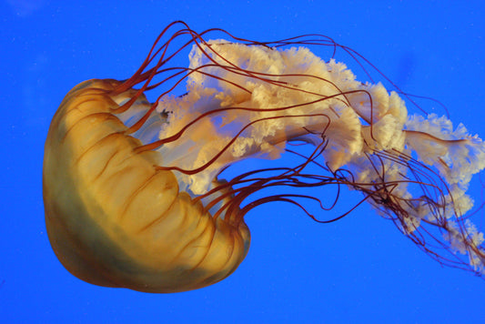 Jellyfish